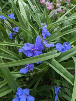 Virginia spiderwort