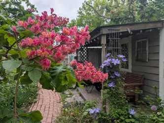 Red Horse-Chestnut (hybrid/cultivar)