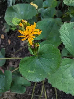 Leopard plant (non-native)