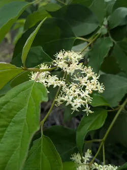 Rough-leafed Dogwood