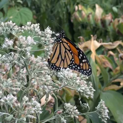 Monarch on Late Boneset