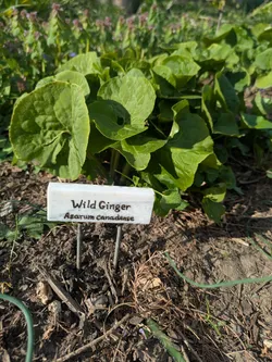 Wild Ginger