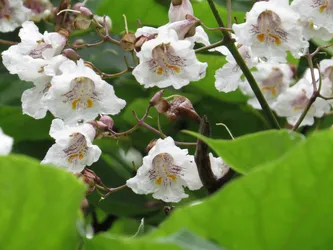 Northern catalpa