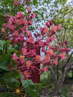 Red Horse-Chestnut