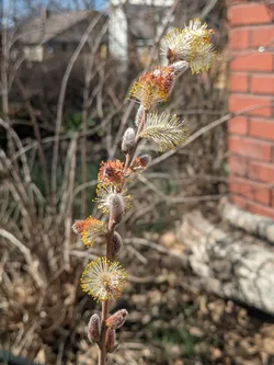 Prairie willow (Salix humilis)