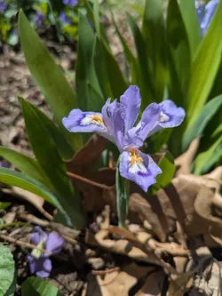 Dwarf Crested Iris