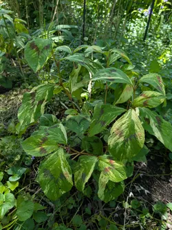 Jumpseed (variegated cultivar)