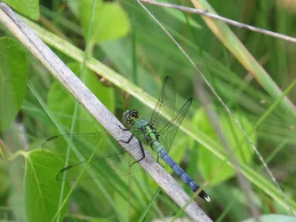 Eastern Pondhawk