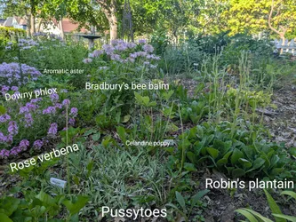 Native groundcovers for sun/part shade: when I planted these we had a silver maple partially shading them, but the maple was dying and nearly hollow. We had it removed this past February. Aromatic aster and rose verbena love having more light and have spread considerably. Everything else has done ok with the change, but I'm gradually transplanting some of the pussytoes and I'll find a shadier place for the celandine poppy this year.