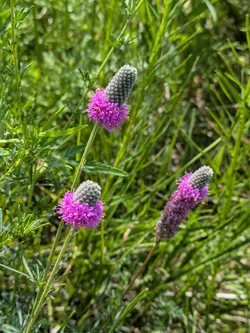 Purple Prairie Clover at George Owens Nature Center