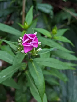 Garden phlox ready to open