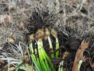 This morning, I noticed how much the Star of Bethlehem in our back garden has spread in the past year, multiplying at least threefold. After heavy rains last night, the ground was soft and it was easy to pull it by the bucket-full. Killing anything is by far my least favorite garden task, but removing invasives frees up much-needed space and can feel satisfying. I'll continue the task tomorrow and then start on the winter creeper.
