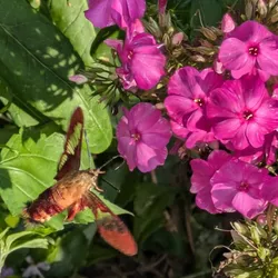 Hummingbird clearwing sphinx moth and garden phlox