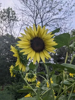 Sunflower