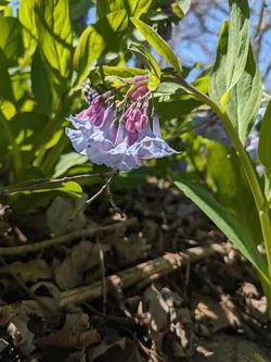 Virginia Bluebells