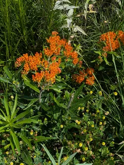 Butterfly Milkweed at George Owens Nature Center