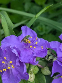 Bi-colored sweat bee on Virginia spiderwort