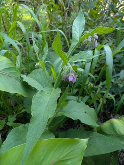 Common Comfrey