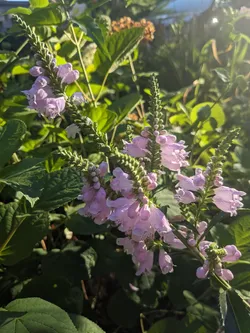 Obedient plant