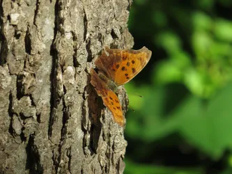 Eastern Comma