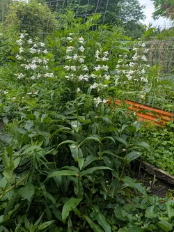 Foxglove Beardtongue