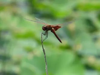 Carolina Saddlebags