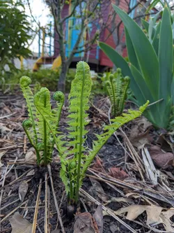 Ostrich fern