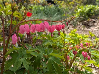 Bleeding Heart (non-native)