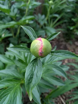 Coral Peony (non-native)