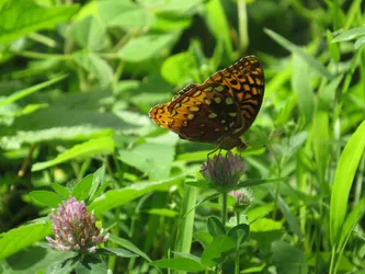Great Spangled Fritillary