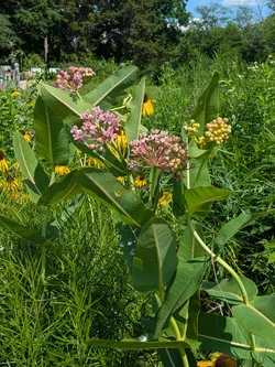 Milkweed at at George Owens Nature Center