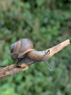 Snail
