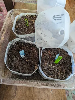 Milk jugs with potting soil