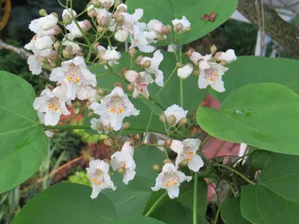 Northern Catalpa