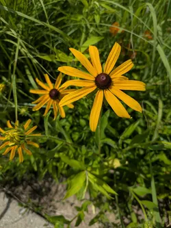 Rudbeckia hirta at George Owens Nature Center