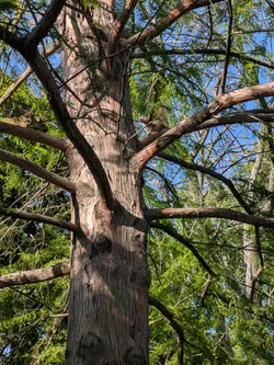 Squirrel in bald cypress