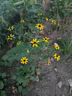 Brown-eyed Susan