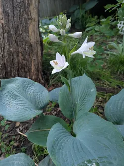 Hosta