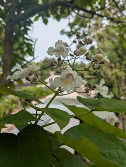 Northern catalpa