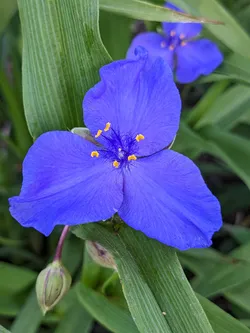 Virginia Spiderwort