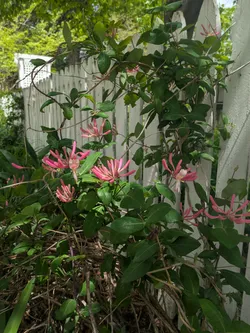 Pink Lemonade Honeysuckle (hybrid/cultivar)