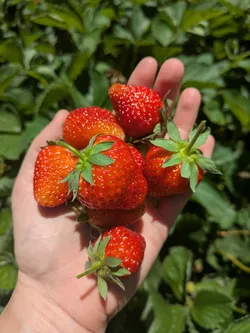 Honeoye strawberries