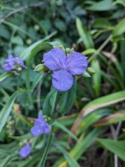Virginia spiderwort